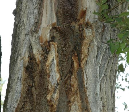 Staining on tree trunk caused by watery bleeding 