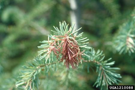 Douglas-fir with new shoot killed by frost