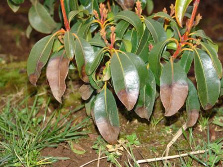 Kalmia leaves with dead brown areas at tips