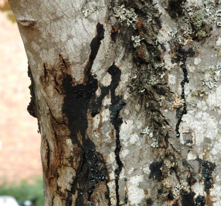 Bleeding canker on trunk of maple tree
