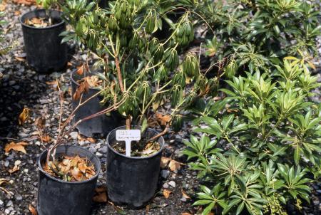 Pieris plants in pots. From left, dead plant, wilted plant, healthy plant