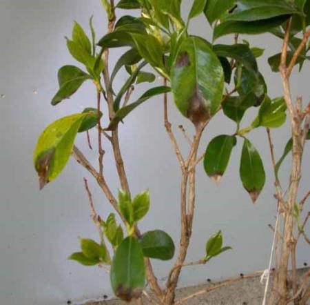 Darks infected spots on leaves and stem of camellia