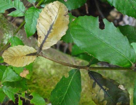 A tanoak sprout showing petiole lesion  