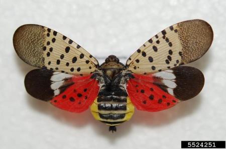 Adult spotted lanternfly with wings spread, showing black, white, red and yellow colors