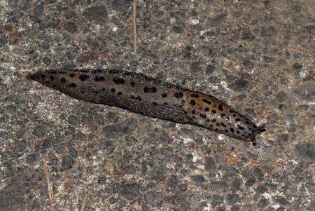 Giant garden slug (Limax maximus)