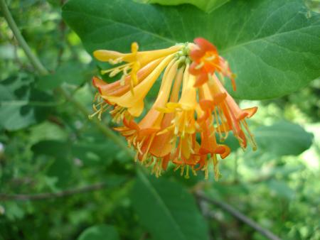 Lonicera leaves and flowers
