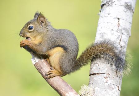 Douglas squirrel on branch