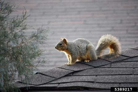 Eastern fox squirrel