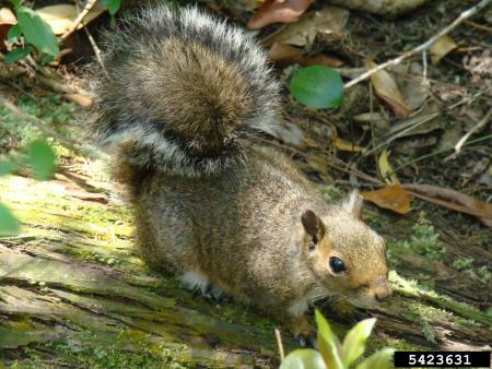 Eastern gray squirrel 