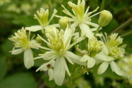 Flores de clemátide ligusticifolia