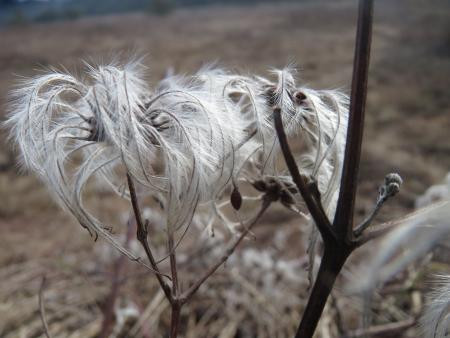 Estructuras de las semillas de barba de anciano en invierno