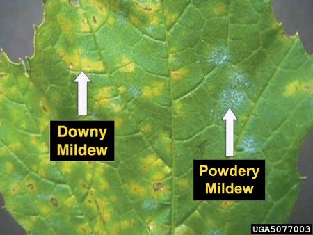 Squash leaf showing yellowish downy mildew blotches on left, whitish powdery mildew blotches on right