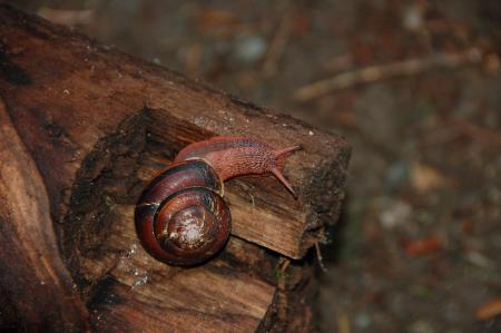 Pacific sideband snail