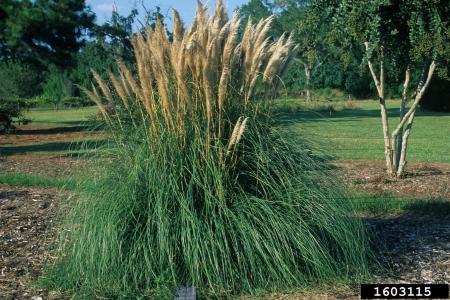Cortaderia jubata, C. selloana