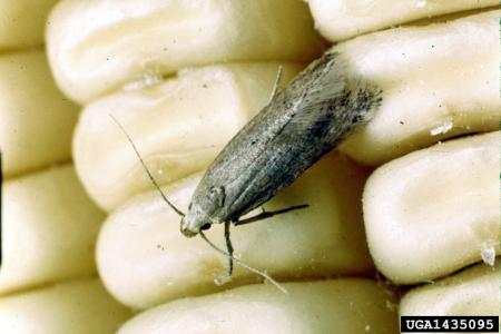 Gray moth on corn