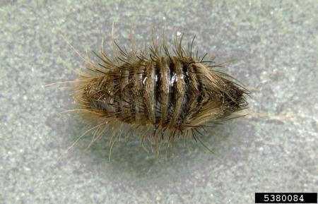 Carpet beetle larvae