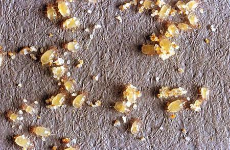Grain mites
