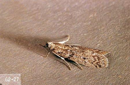 Moth with gray, mottled wings
