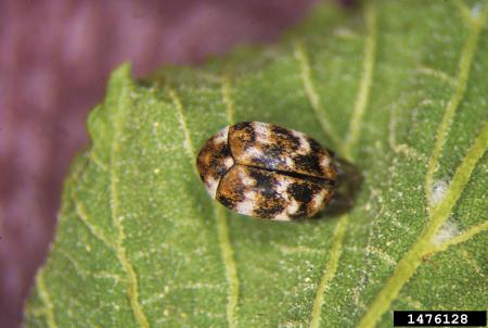 Varied carpet beetle on leaf