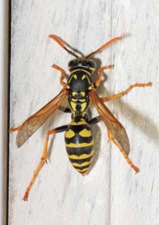 Paper wasp