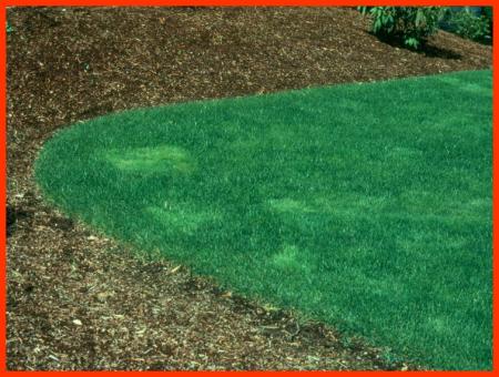 Bentgrass patches in lawns