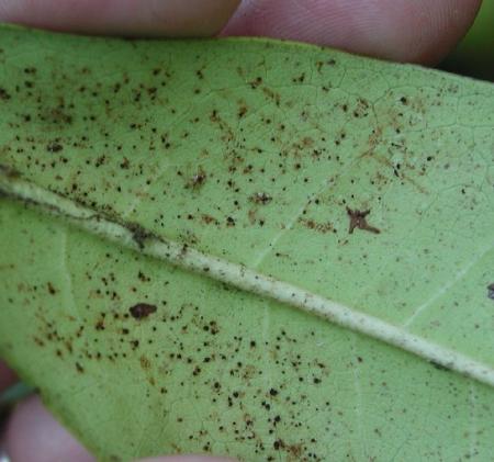 Azalea leaf with lace bugs and fecal material