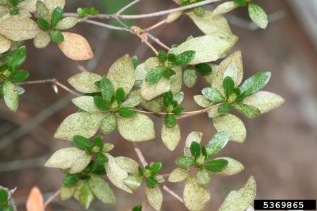 Azalea leaves showing severe damage