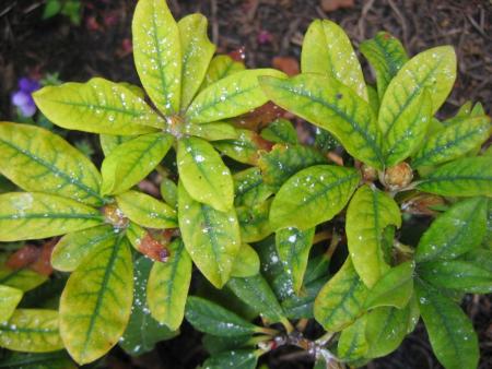 Yellow leaves with green veins
