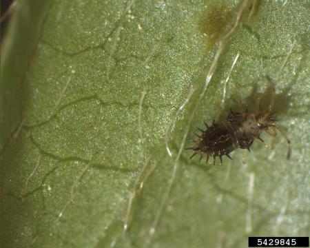 Close-up of nymph
