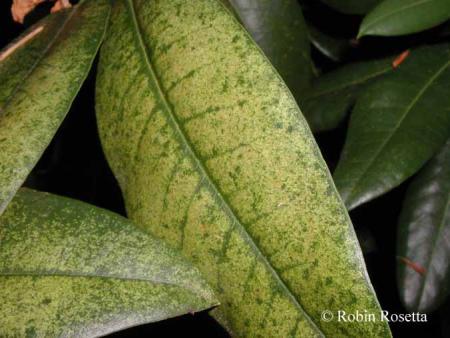 Rhododendron leaves showing severe bleaching