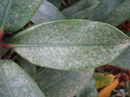 Rhododendron leaf showing pale stippling damage