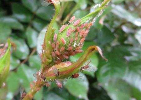 Aphids on rose bud