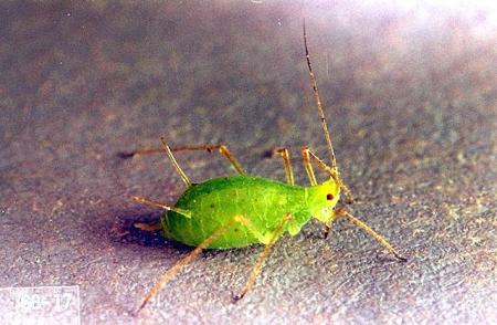 Close-up of a single bright green rose aphid
