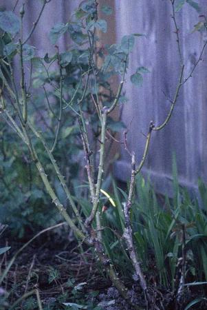 Sparse leaves on rose stems