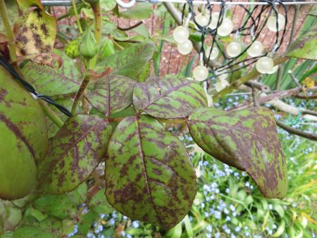 Rose leaves with black spots joined along leaf veins