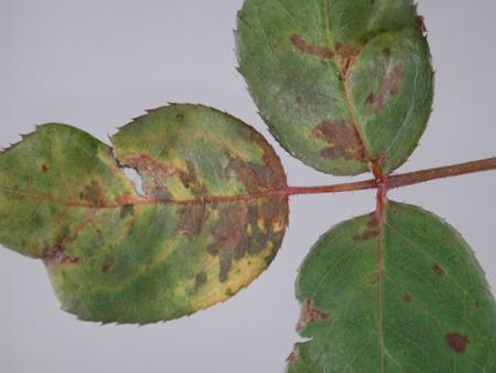 Rose foliage with purplish, angular spots