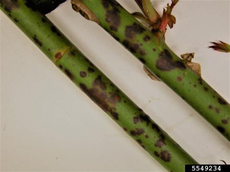 Rose canes showing purplish blotches