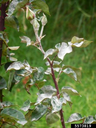 Rose leaves distorted by powdery mildew