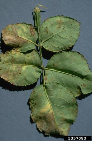 Underside of rose leaves in winter showing black fungal structures