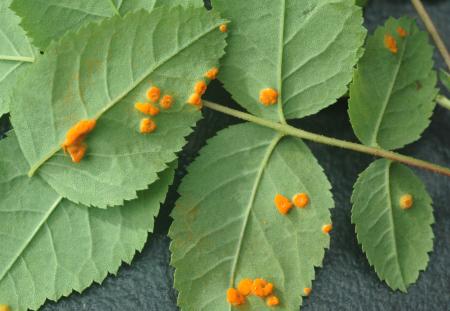 Orange rust pustules on underside of leaves