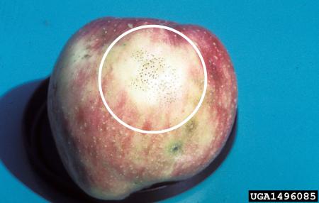 Apple showing small black spots