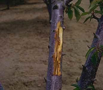 Discolored, brown cambium below oozing canker