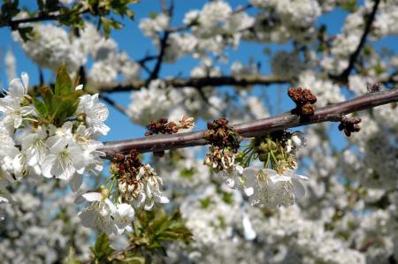 Wilted flowers on blooming cherry tree