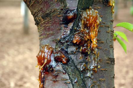 Trunk of cherry tree with large canker oozing amber-colored gum