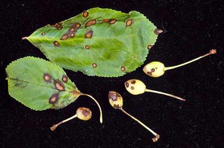 Cherry leaves and young fruit with round brown spots