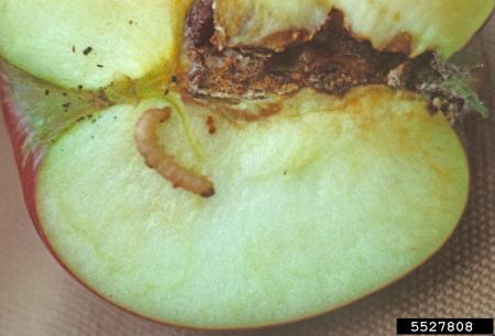 Cut apple with larva and brown rot in center of fruit
