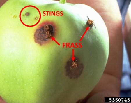 Frass extruding from holes in apple, and sting spots