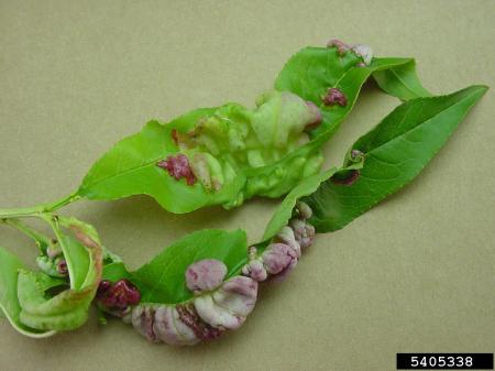 Infected leaves showing range of colors