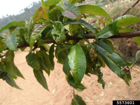 Early infection on peach leaves showing red patches