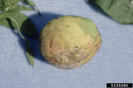 Fruit showing peach leaf curl infection